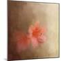 Salmon Azaleas-Jai Johnson-Mounted Giclee Print