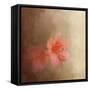 Salmon Azaleas-Jai Johnson-Framed Stretched Canvas