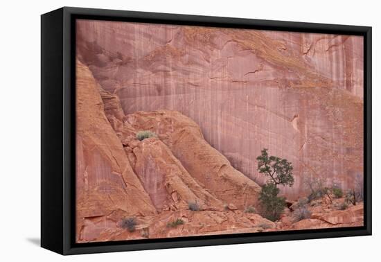 Salmon-Coloured Sandstone Wall with Evergreens-James Hager-Framed Stretched Canvas