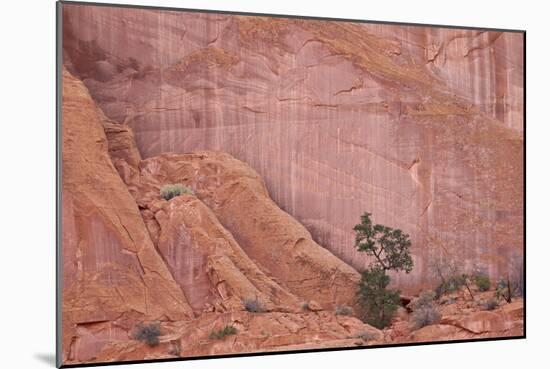 Salmon-Coloured Sandstone Wall with Evergreens-James Hager-Mounted Photographic Print