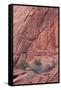 Salmon-Coloured Sandstone Wall with Evergreens-James Hager-Framed Stretched Canvas