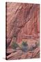 Salmon-Coloured Sandstone Wall with Evergreens-James Hager-Stretched Canvas