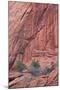Salmon-Coloured Sandstone Wall with Evergreens-James Hager-Mounted Photographic Print
