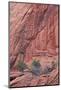Salmon-Coloured Sandstone Wall with Evergreens-James Hager-Mounted Photographic Print