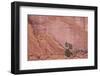 Salmon-Coloured Sandstone Wall with Evergreens-James Hager-Framed Photographic Print