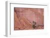 Salmon-Coloured Sandstone Wall with Evergreens-James Hager-Framed Photographic Print