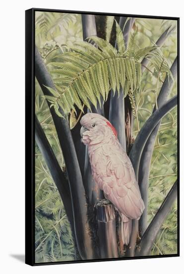 Salmon-crested Cockatoo, 1988-Sandra Lawrence-Framed Stretched Canvas
