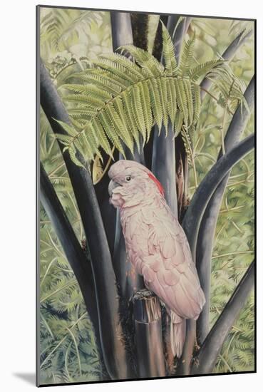 Salmon-crested Cockatoo, 1988-Sandra Lawrence-Mounted Giclee Print