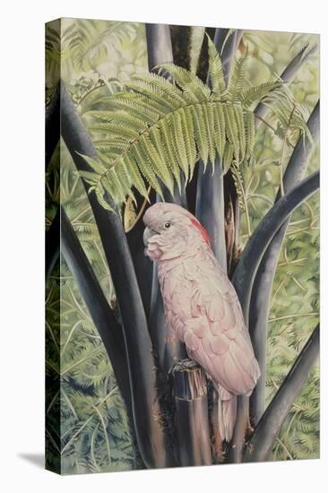 Salmon-crested Cockatoo, 1988-Sandra Lawrence-Stretched Canvas