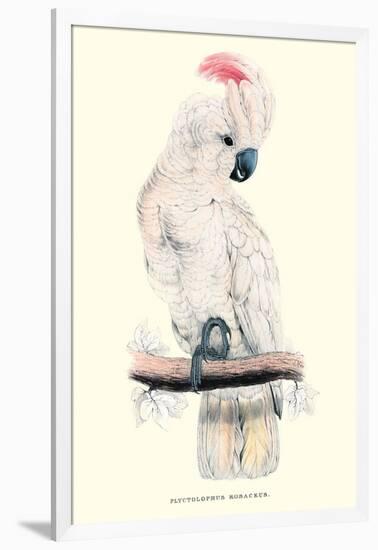 Salmon-Crested Cockatoo - Cacatua Moluccensis-Edward Lear-Framed Art Print