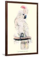 Salmon-Crested Cockatoo - Cacatua Moluccensis-Edward Lear-Framed Art Print