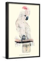 Salmon-Crested Cockatoo - Cacatua Moluccensis-Edward Lear-Framed Art Print