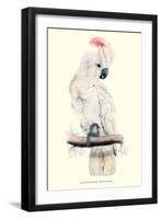 Salmon-Crested Cockatoo - Cacatua Moluccensis-Edward Lear-Framed Art Print