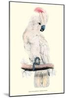 Salmon-Crested Cockatoo - Cacatua Moluccensis-Edward Lear-Mounted Art Print