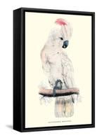 Salmon-Crested Cockatoo - Cacatua Moluccensis-Edward Lear-Framed Stretched Canvas