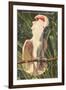 Salmon-Crested Cockatoo, Florida-null-Framed Art Print