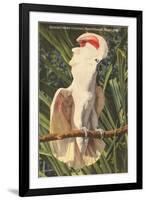 Salmon-Crested Cockatoo, Florida-null-Framed Art Print