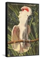 Salmon-Crested Cockatoo, Florida-null-Framed Stretched Canvas