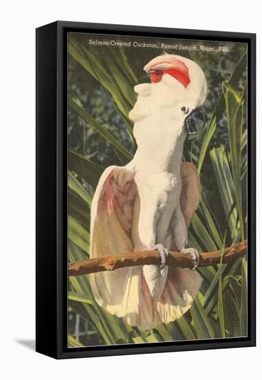 Salmon-Crested Cockatoo, Florida-null-Framed Stretched Canvas