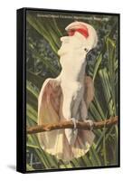 Salmon-Crested Cockatoo, Florida-null-Framed Stretched Canvas
