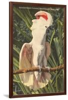 Salmon-Crested Cockatoo, Florida-null-Framed Art Print