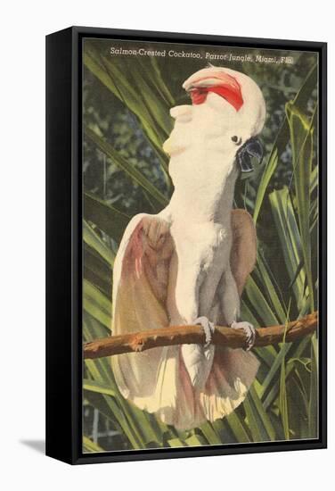 Salmon-Crested Cockatoo, Florida-null-Framed Stretched Canvas