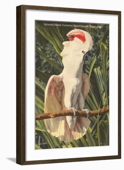 Salmon-Crested Cockatoo, Florida-null-Framed Art Print