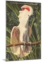 Salmon-Crested Cockatoo, Florida-null-Mounted Art Print