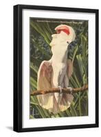 Salmon-Crested Cockatoo, Florida-null-Framed Art Print