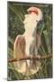 Salmon-Crested Cockatoo, Florida-null-Mounted Art Print