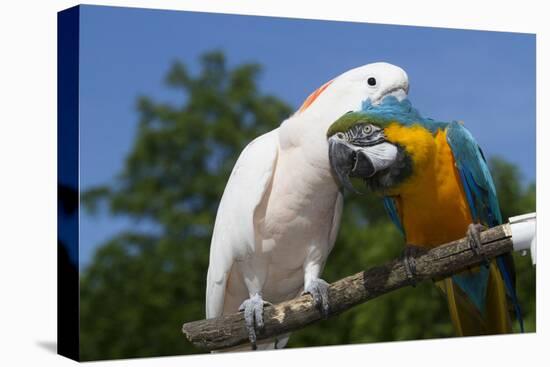 Salmon-Crested Cockatoo (L) and Blue and Gold Macaw (R), Captive, Mutual Grooming-Lynn M^ Stone-Stretched Canvas