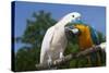 Salmon-Crested Cockatoo (L) and Blue and Gold Macaw (R), Captive, Mutual Grooming-Lynn M^ Stone-Stretched Canvas