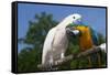 Salmon-Crested Cockatoo (L) and Blue and Gold Macaw (R), Captive, Mutual Grooming-Lynn M^ Stone-Framed Stretched Canvas