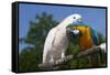 Salmon-Crested Cockatoo (L) and Blue and Gold Macaw (R), Captive, Mutual Grooming-Lynn M^ Stone-Framed Stretched Canvas