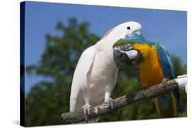 Salmon-Crested Cockatoo (L) and Blue and Gold Macaw (R), Captive, Mutual Grooming-Lynn M^ Stone-Stretched Canvas