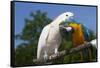 Salmon-Crested Cockatoo (L) and Blue and Gold Macaw (R), Captive, Mutual Grooming-Lynn M^ Stone-Framed Stretched Canvas