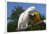 Salmon-Crested Cockatoo (L) and Blue and Gold Macaw (R), Captive, Mutual Grooming-Lynn M^ Stone-Framed Photographic Print