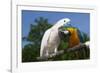 Salmon-Crested Cockatoo (L) and Blue and Gold Macaw (R), Captive, Mutual Grooming-Lynn M^ Stone-Framed Photographic Print