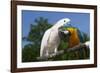 Salmon-Crested Cockatoo (L) and Blue and Gold Macaw (R), Captive, Mutual Grooming-Lynn M^ Stone-Framed Photographic Print