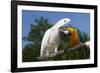 Salmon-Crested Cockatoo (L) and Blue and Gold Macaw (R), Captive, Mutual Grooming-Lynn M^ Stone-Framed Photographic Print