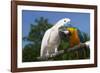 Salmon-Crested Cockatoo (L) and Blue and Gold Macaw (R), Captive, Mutual Grooming-Lynn M^ Stone-Framed Photographic Print