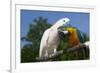 Salmon-Crested Cockatoo (L) and Blue and Gold Macaw (R), Captive, Mutual Grooming-Lynn M^ Stone-Framed Photographic Print