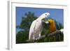 Salmon-Crested Cockatoo (L) and Blue and Gold Macaw (R), Captive, Mutual Grooming-Lynn M^ Stone-Framed Photographic Print