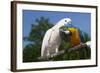 Salmon-Crested Cockatoo (L) and Blue and Gold Macaw (R), Captive, Mutual Grooming-Lynn M^ Stone-Framed Photographic Print