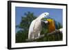 Salmon-Crested Cockatoo (L) and Blue and Gold Macaw (R), Captive, Mutual Grooming-Lynn M^ Stone-Framed Photographic Print