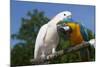 Salmon-Crested Cockatoo (L) and Blue and Gold Macaw (R), Captive, Mutual Grooming-Lynn M^ Stone-Mounted Photographic Print