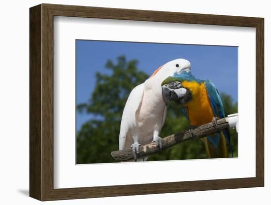 Salmon-Crested Cockatoo (L) and Blue and Gold Macaw (R), Captive, Mutual Grooming-Lynn M^ Stone-Framed Photographic Print