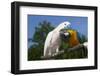 Salmon-Crested Cockatoo (L) and Blue and Gold Macaw (R), Captive, Mutual Grooming-Lynn M^ Stone-Framed Photographic Print