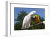 Salmon-Crested Cockatoo (L) and Blue and Gold Macaw (R), Captive, Mutual Grooming-Lynn M^ Stone-Framed Photographic Print