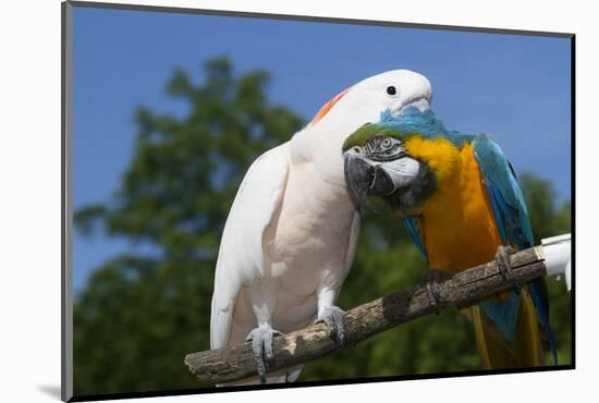 Salmon-Crested Cockatoo (L) and Blue and Gold Macaw (R), Captive, Mutual Grooming-Lynn M^ Stone-Mounted Photographic Print